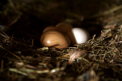 High angle view of bird in nest