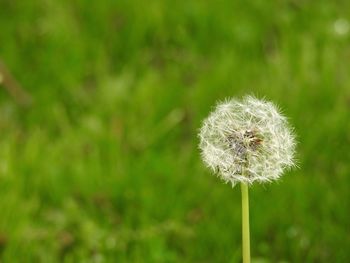 Close-up of dandelion blooming in field