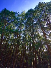 Low angle view of trees in forest