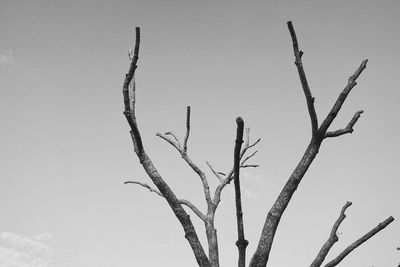 Low angle view of bare tree against clear sky