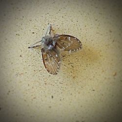 Close-up of insect on wall