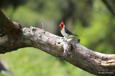 Close-up of bird perching on branch