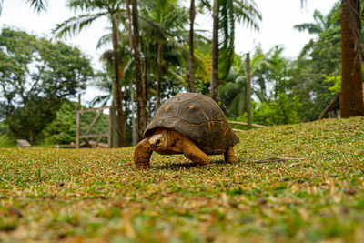 Mauritius giant