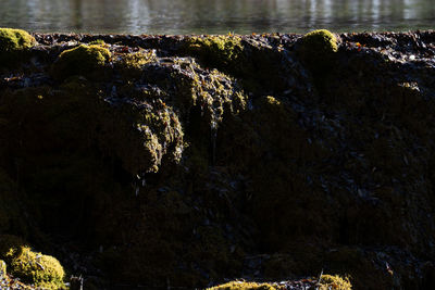 nature