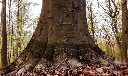 Low angle view of trees in forest