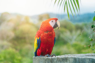 Close-up of parrot perching on branch