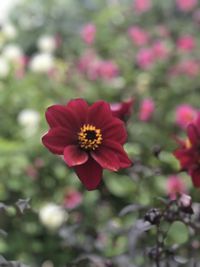 Close-up of pink flower