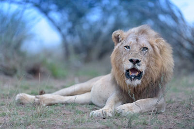 Lion relaxing on a field