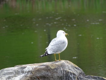 Seagull perching on wooden post in lake