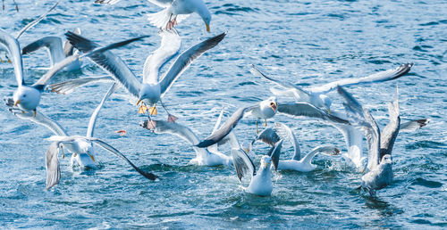 Seagulls flying over sea