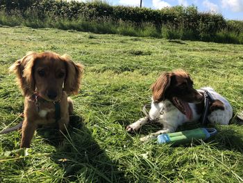 View of two dogs on field