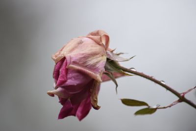 Close-up of wilted rose