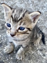 Close-up portrait of tabby