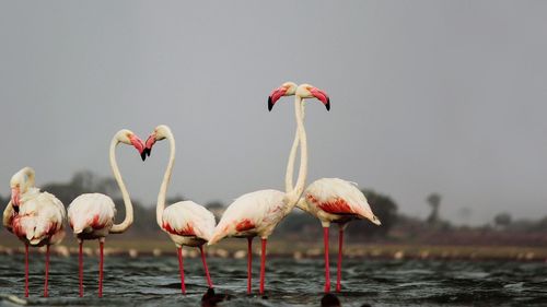 Flamingos in sea