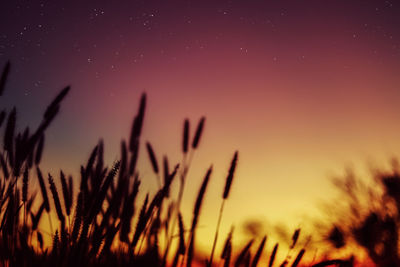 Low angle view of plant against sky during sunset