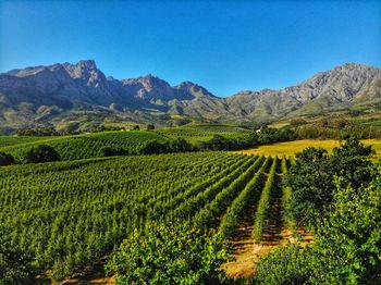 Scenic view of vineyard against sky