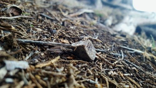 Close-up of lizard