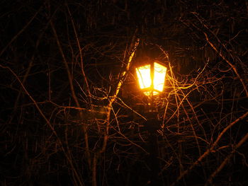 Illuminated bare trees in dark