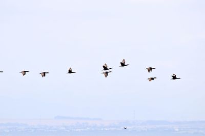 Low angle view of birds flying in the sky