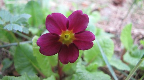 Close-up of pink flower