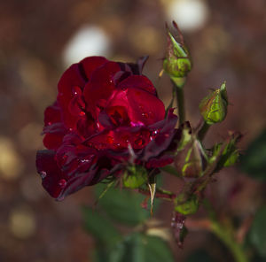 Close-up of red rose on plant