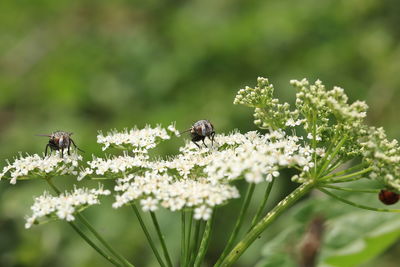 Close-up of bee pollinating flower