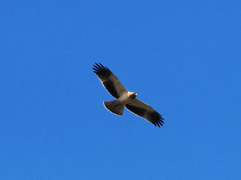 Low angle view of seagull flying in sky