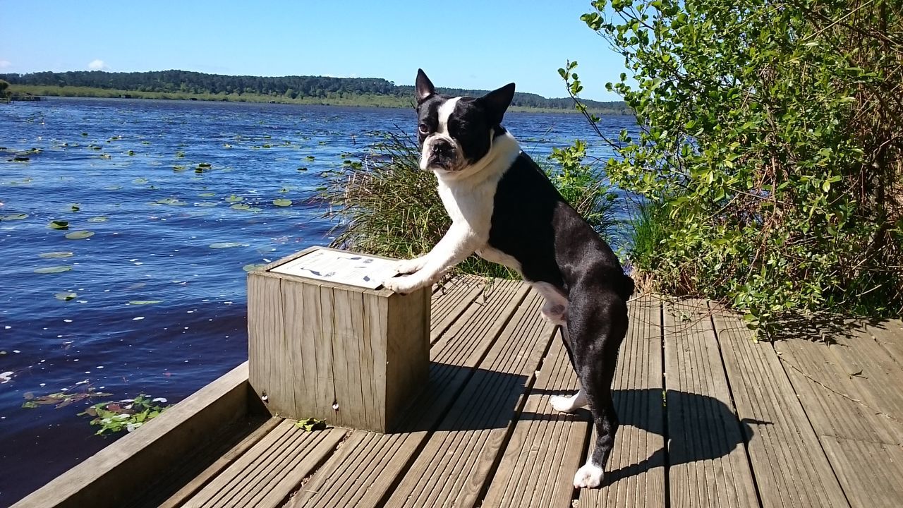 water, pets, one animal, animal themes, domestic animals, mammal, sitting, relaxation, dog, sunlight, wood - material, tree, full length, lake, nature, standing, leisure activity, blue