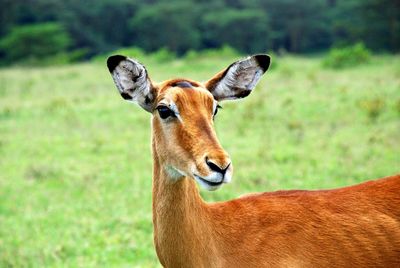 Close-up portrait of horse on grass