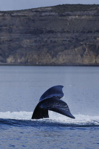 Southern right whale, eubalaena australis, valdes peninsula , argentina,