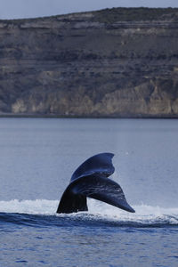 View of horse in sea