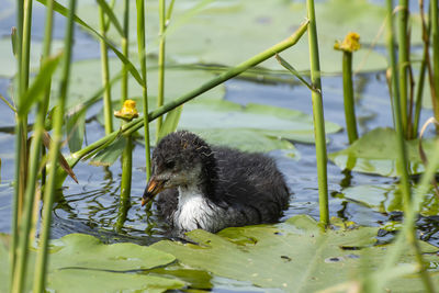 Duck in a lake