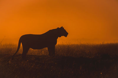 Side view of silhouette horse on field against orange sky