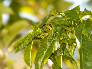Close-up of grasshopper on tree
