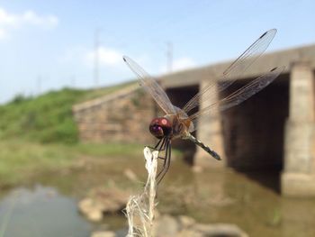 Close-up of insect