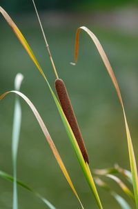 Close-up of leaf on grass