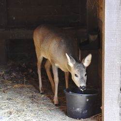 Deer standing in farm