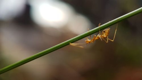 Close-up of insect on plant