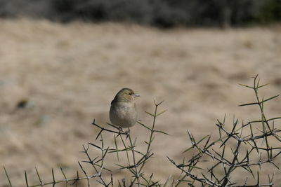 Close-up of bird perching on a plant