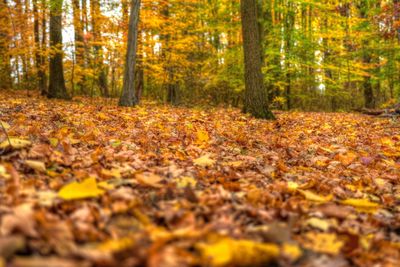 Autumn leaves on road
