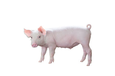 View of a horse against white background