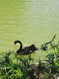 High angle view of swan swimming in lake