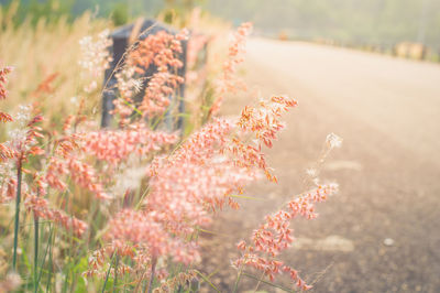 Close-up of flowering plants on field