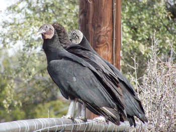 Low angle view of  vultures perching on a fence