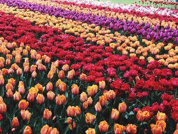 Full frame shot of purple tulip flowers on field