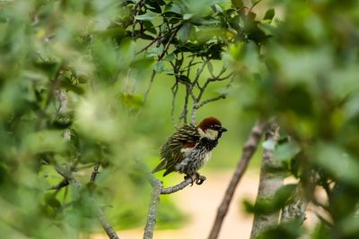 Close-up of bird perching on tree