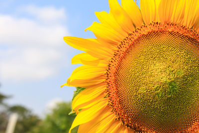 Close-up of sunflower against sky