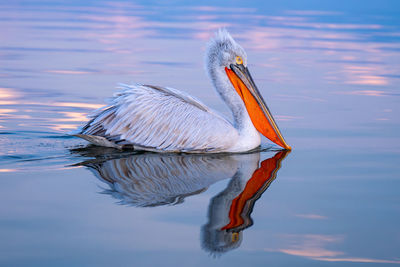 Close-up of pelican in lake