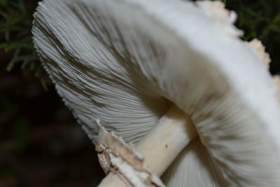 Close-up of white feather