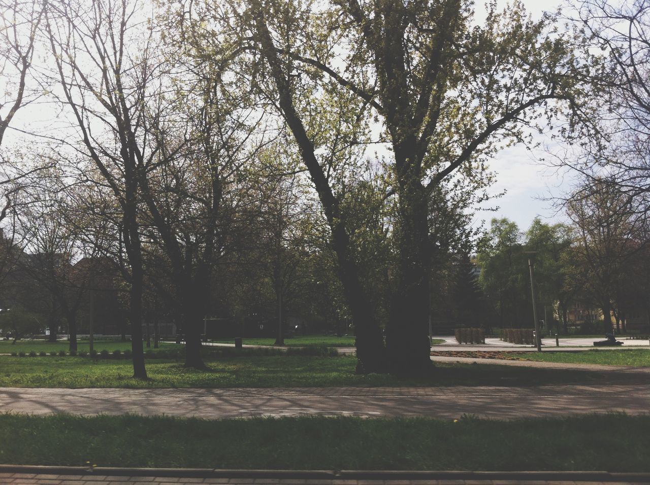 tree, park - man made space, branch, tree trunk, grass, tranquility, growth, bare tree, nature, road, sky, park, tranquil scene, transportation, shadow, sunlight, treelined, footpath, street, beauty in nature